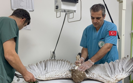Yangından etkilenen yılan kartalı Kazdağları'nda doğaya bırakıldı
