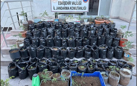 Eskişehir Mahmudiye'de 161 kök Hint keneviri ele geçirilen operasyonda 1 zanlı tutuklandı
