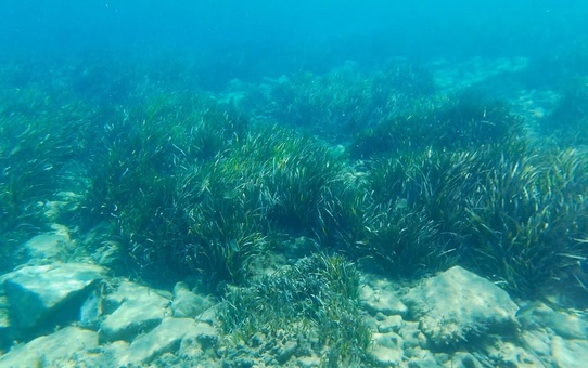 Kuşadası Körfezi'nde 2 günde 4 deniz kaplumbağası ölü bulundu