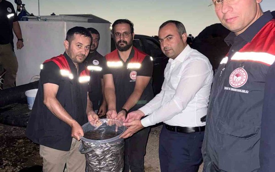 Mardin Dargeçit'te Ilısu Barajı'na 1 milyon şabut balığı bırakıldı