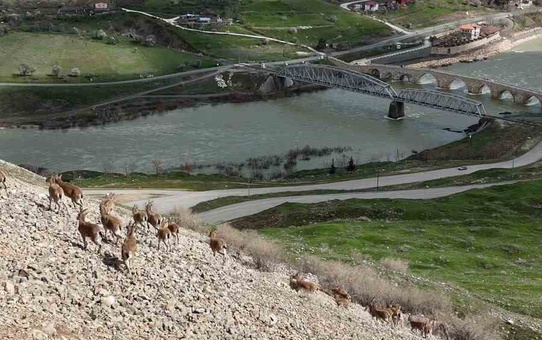 Elazığ Palu'da koruma altındaki dağ keçileri dronla görüntülendi