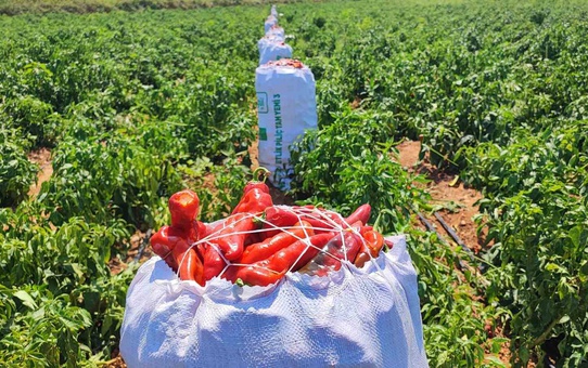 Adana Çukurova'da biber tarlasından 1 ton salçalık biber çalındı
