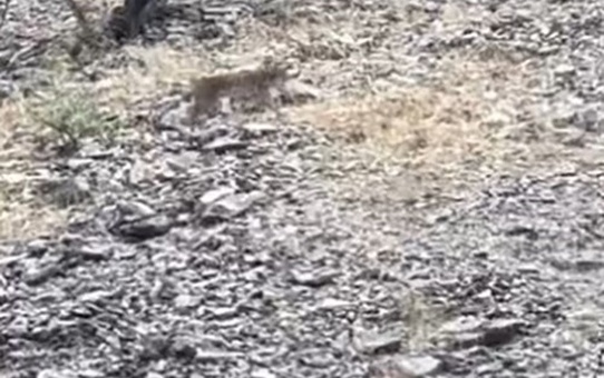 Tunceli Kutudere'de nesli tükenme tehlikesindeki vaşak görüntülendi