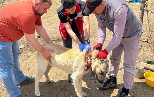 Yozgat Valiliği köpek sahiplerini uyardı, kayıt yaptırmayana 10 bin 423 lira ceza