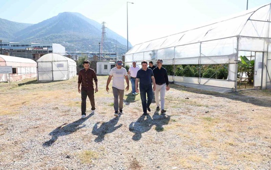 ALKÜ serasında ilk mango hasadı Rektör Türkdoğan'ın katılımıyla yapıldı