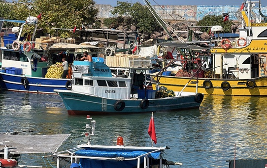 Batı Karadeniz'de palamut bolluğu sürerken balıkçılar hamside de bereket bekliyor