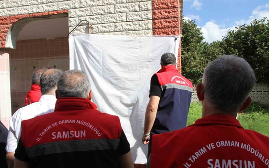 Samsun'da kahverengi kokarcaya karşı 26 bin feromon tuzağı kuruldu