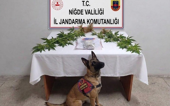 Niğde Ulukışla'da jandarma operasyonunda 364 gram esrar ile 6 kök kenevir ele geçirildi