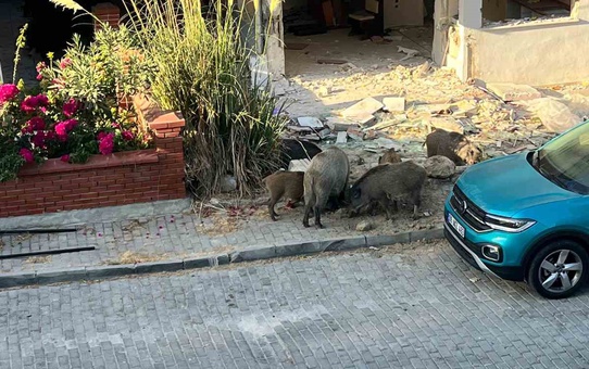 Domuz sürüsü mahalleye indi, vatandaşlar tedirgin oldu