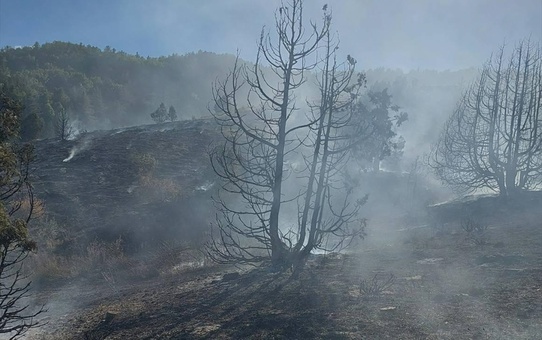 Giresun Alucra'da yayla yangınında 1 kişi yaralandı, 20 dönüm alan zarar gördü