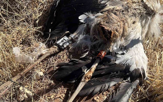 Prenses Victoria'nın halkaladığı leylek Karaman'da ölü bulundu, 6 leylek daha öldü