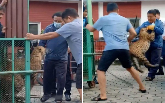Kafesten kaçan leopar dehşet saçtı! orman görevlisine böyle saldırdı