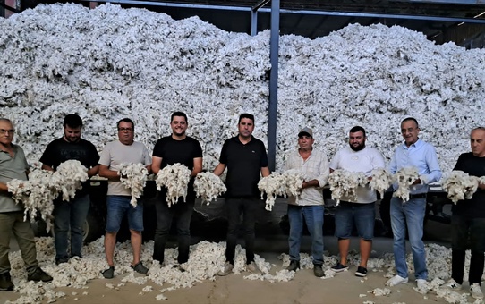 Söke'de sezonun ilk pamuğu kütlü fiyatından alındı, üretici 50 lira bekliyor