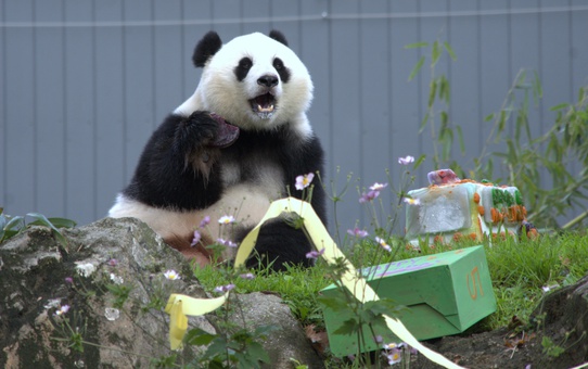 ABD'de dev panda Qing Bao, Washington'daki Smithsonian Hayvanat Bahçesi'nde 5. yaşını kutladı