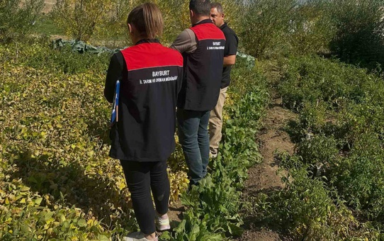 Aydıntepe şeker fasulyesinde uzman ekipten coğrafi işaret denetimi yapıldı