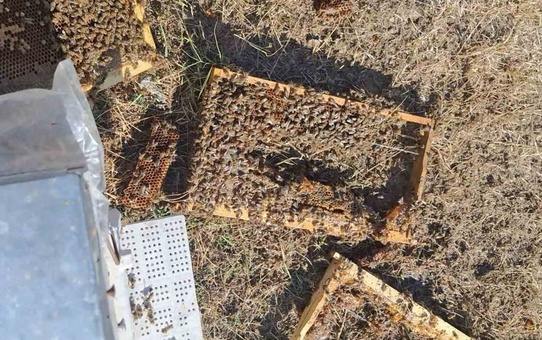 Konya Bozkır'da ayılar arı kovanlarını yine parçaladı, arıcı çare arıyor