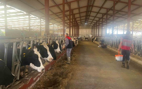 Baklan'da 2026 sonbahar dönemi şap aşılama kampanyası başlatıldı