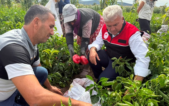 AK Partili Canbey Kepsut'ta kapya biber hasadına katıldı