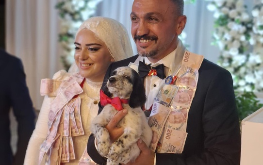 Trabzon düğününde damada takı yerine Manisa'dan getirilen av köpeği yavrusu hediye edildi
