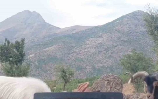 Elazığ'da fenomen çobanı keçisi iterek düşürdü, takkesini kapan keçi gülümsetti