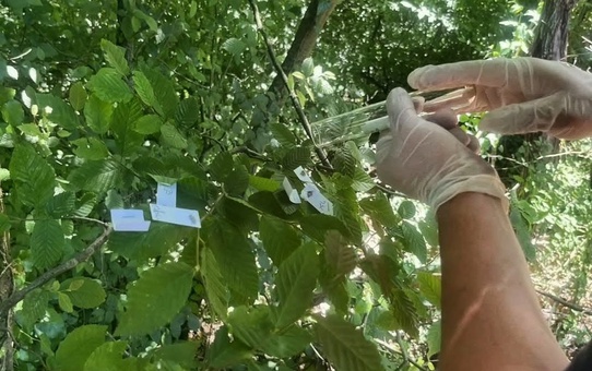 Trabzon'da kahverengi kokarca mücadelesinde 112 bin parazitoit sahaya salındı