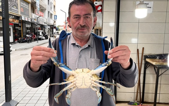 Sinop Türkeli'de balıkçı ağına sıcak denizlerde yaşayan mavi yengeç takıldı