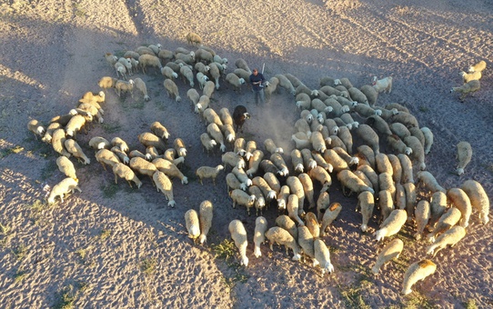 Nevşehir'de çoban, merada ezber yaparak 6 yılda hafız oldu