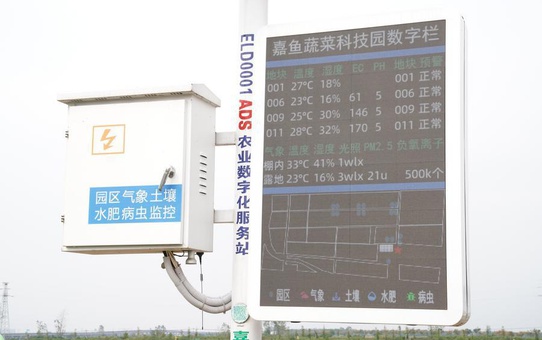 Jiayu'da sebze üretimi ilk yarıda 864.300 tona ulaştı