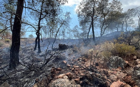 Antalya Kemer'de Çamyuva Mahallesi'ndeki orman yangını kontrol altına alındı