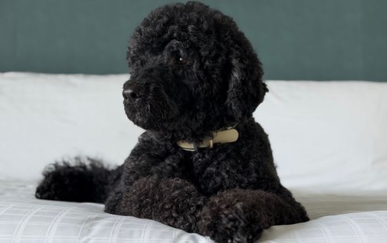 Obama ailesinin köpeği Sunny 13 yaşında hayatını kaybetti