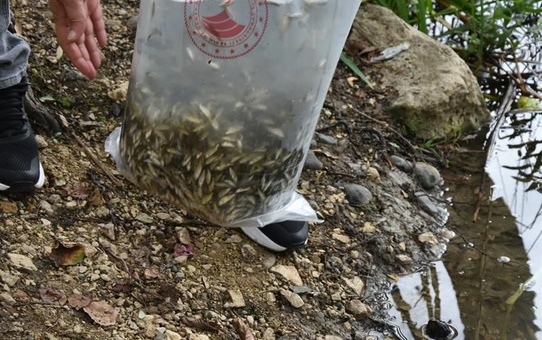 Ordu'da 3 ilçedeki göl ve göletlere 80 bin yavru sazan bırakıldı