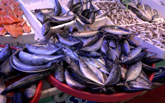 Rize'de palamut ve hamsi bolluğu tezgahları canlandırdı