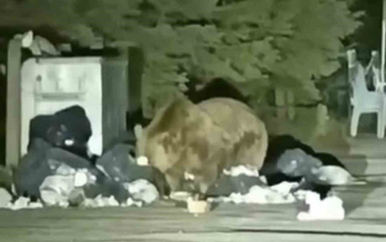 Uludağ Sarıalan'da aç kalan ayı çöp konteynerinde yiyecek aradı