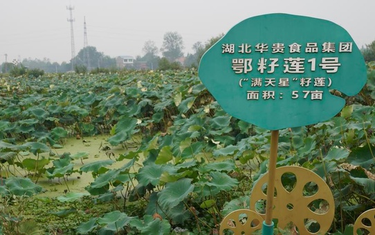 Hubei'nin Honghu kentinde 15.000 hektarlık alanda nilüfer kökü hasadı sürüyor