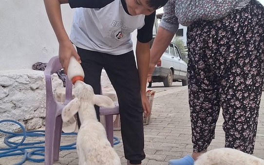 Manisa'da Sakız ırkı koyun üçüz doğurdu, kuzular biberonla besleniyor