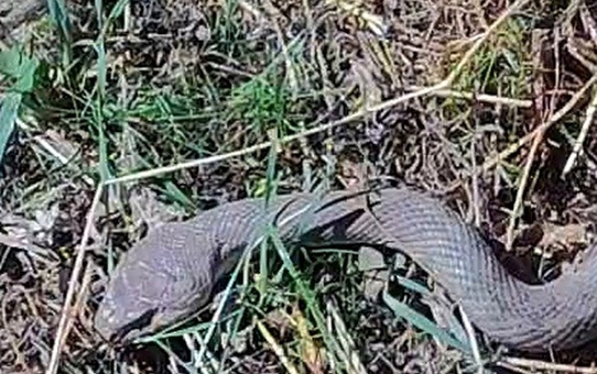 Hakkari'de çiftçilik yapan gazeteci, tarlasında 1,5 metrelik kocabaş yılanı görüntüledi