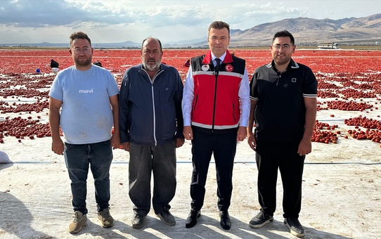 Niğde Bor'da kuru domates ve lahana hasadı başladı, 300 bin ton rekolte bekleniyor