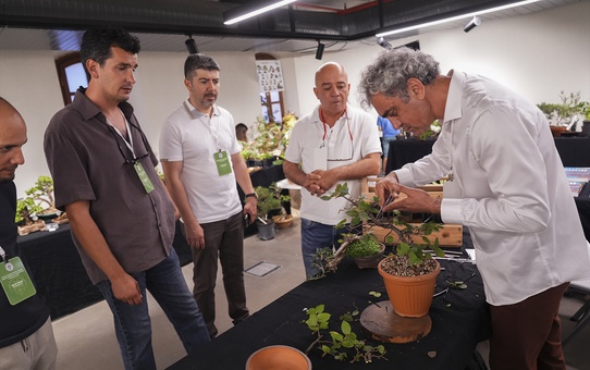 Bonsai sanatçıları ağaçları telle ve budamayla nakış gibi işliyor