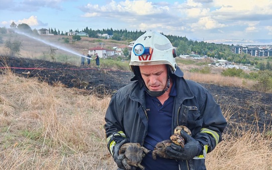 Yalova'da arazi yangınında mahsur kalan 11 kaplumbağa itfaiyece kurtarıldı