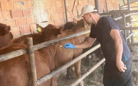 Aslanapa'da şap aşılaması sürüyor, veteriner hekimler sahada