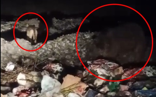 Bingöl Kiğı'da ayı ve kurtlar çöp konteynerlerinde yiyecek ararken görüntülendi