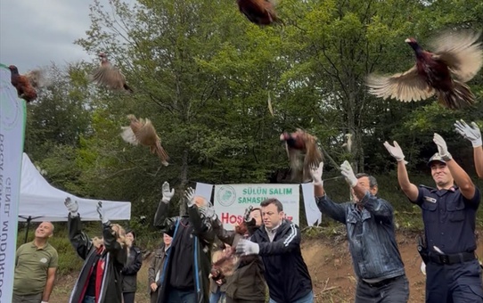Bartın'da 300 sülün, Doğa Koruma ve Milli Parklar Şube Müdürlüğünce doğaya salındı