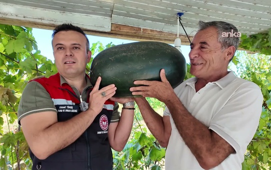 Iğdır Ovası'nda yeni metotla 40 kilograma yaklaşan karpuz yetiştirildi