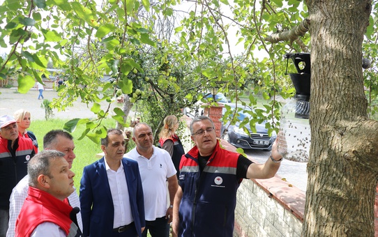 Kahverengi kokarcaya karşı Samsun'da 26 bin feromon tuzağı kışlaklara kuruldu