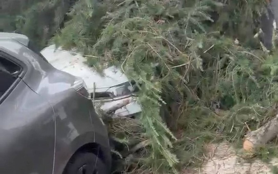 Maltepe'de inşaatta kesilen ağaç devrildi, park halindeki 2 otomobil hasar gördü