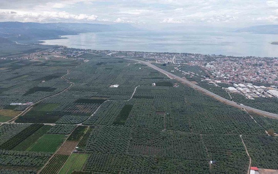 İznik'te coğrafi işaretli Müşküle üzümünde hasat başladı, kilosu 35 lira