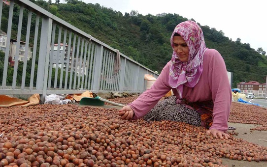 Giresun'da fındık üreticisi serbest piyasa düşünce TMO'ya yöneldi