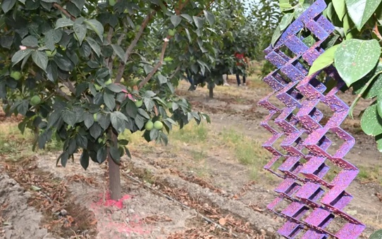 Denizli Honaz'da Akdeniz meyve sineğine karşı 500 bin steril erkek sinek salındı