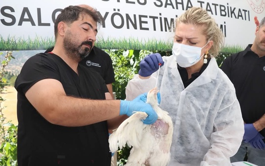 Elazığ'da kuş gribi tatbikatı Küllük köyündeki etlik kümeste gerçekleştirildi