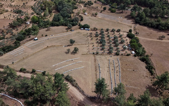 Muğla'da arıcılar çam balı hasadına başladılar, günlük 25-30 teneke bal alıyorlar